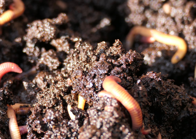 Learn How To Make an Easy DIY Worm Compost Tower at Home