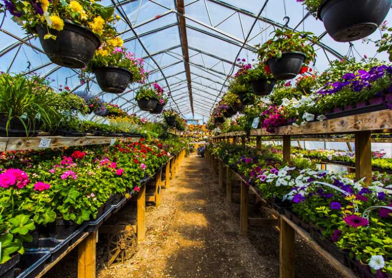 How To Build Greenhouse on a Budget: A Friendly DIY Guide for Beginners