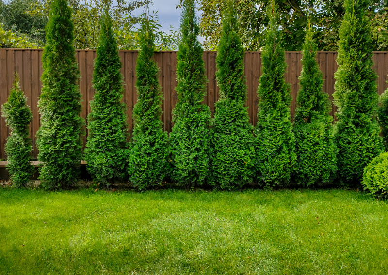 How To Grow Living Fences: Beautiful and Natural Barriers