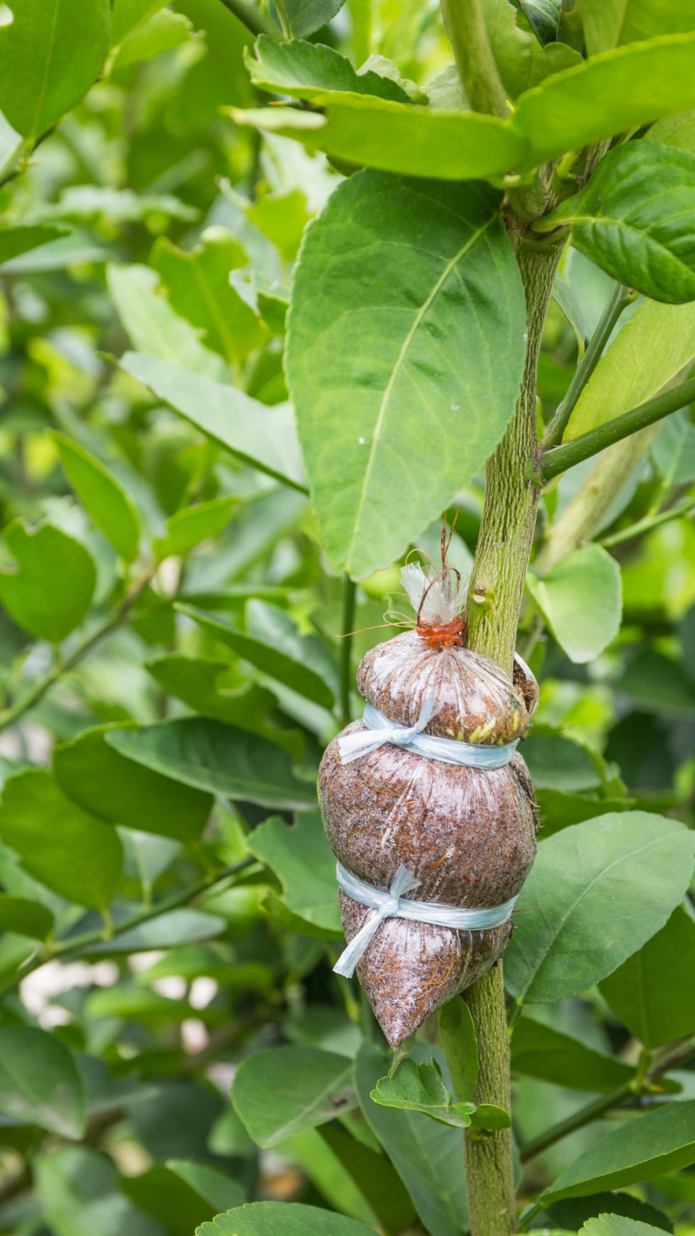 Plant Propagation Easy StepbyStep Guide to Growing New Plants