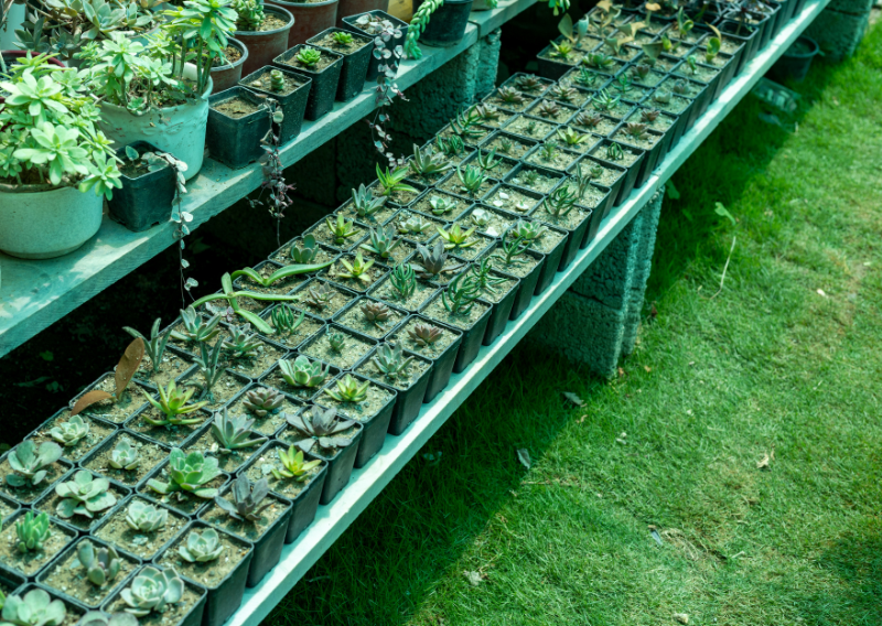 Plant Propagation: Easy Step-by-Step Guide to Growing New Plants