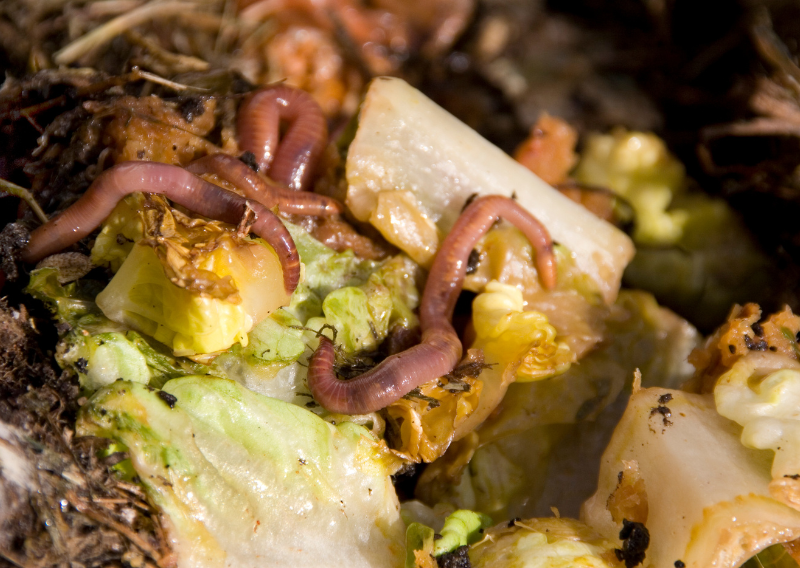 The Benefits of Worm Composting: A Simple and Sustainable Solution for Everyone