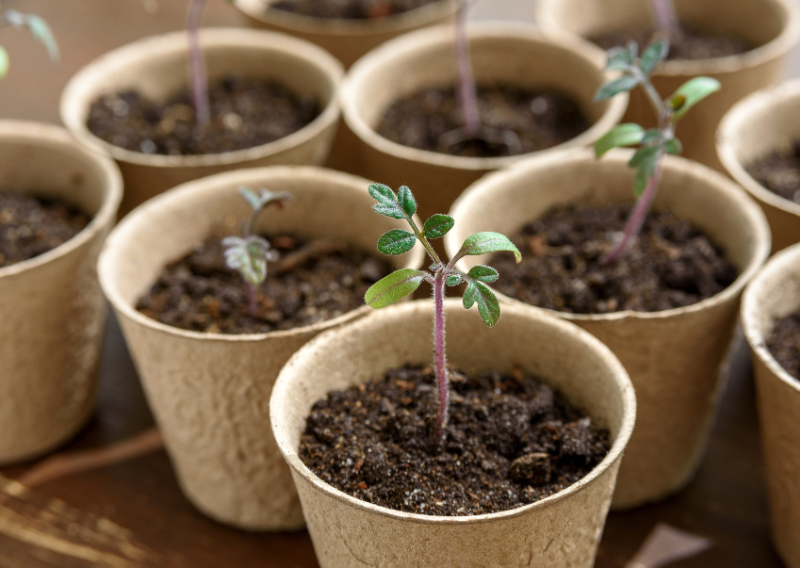 How To Do Eco-Friendly Gardening: The Benefits of Biodegradable Pots