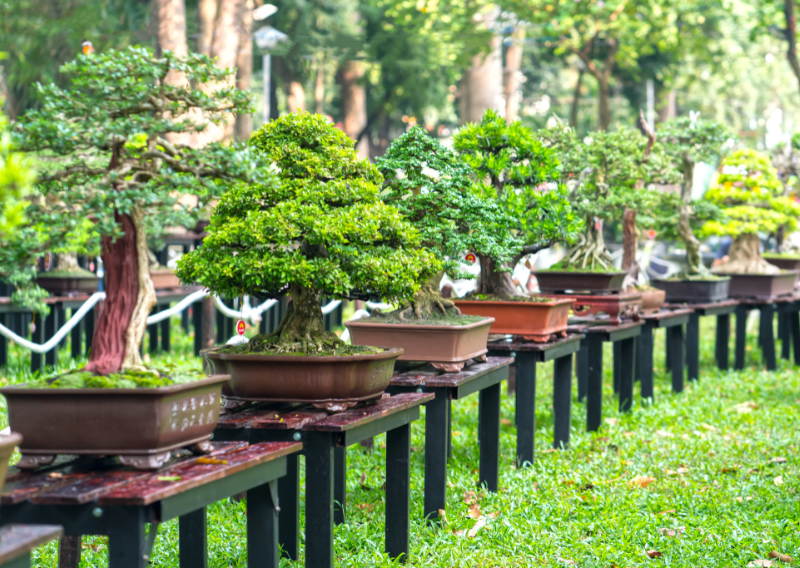 Simple Tips About How You Can Create Bonsai: Beginner-Friendly Guide