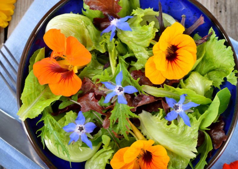 Growing Edible Flowers for Culinary Art: When and How Easy Guide