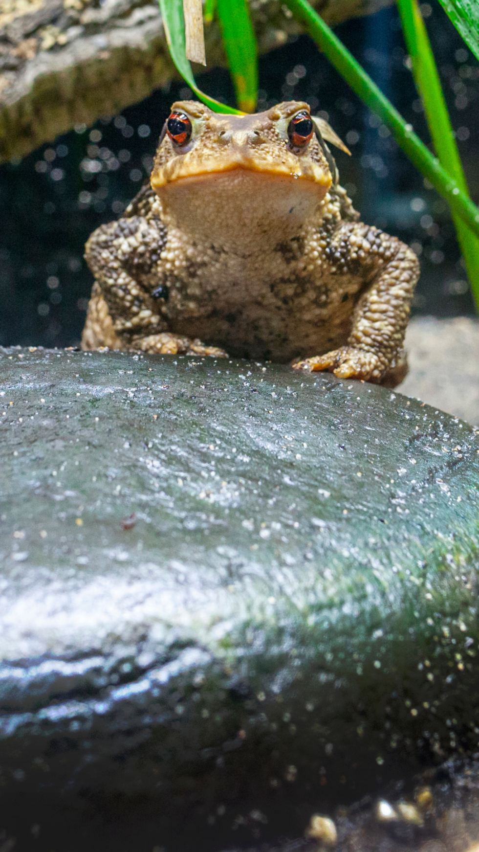 How to Create a Habitat for Frogs and Toads in Your Garden | Spicy ...