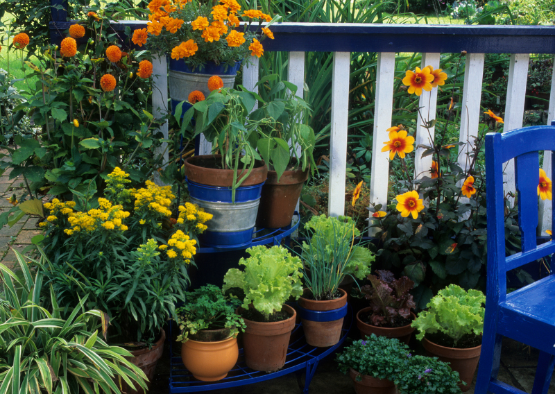 9 Gardening Myths Debunked: Tips for a Thriving Garden