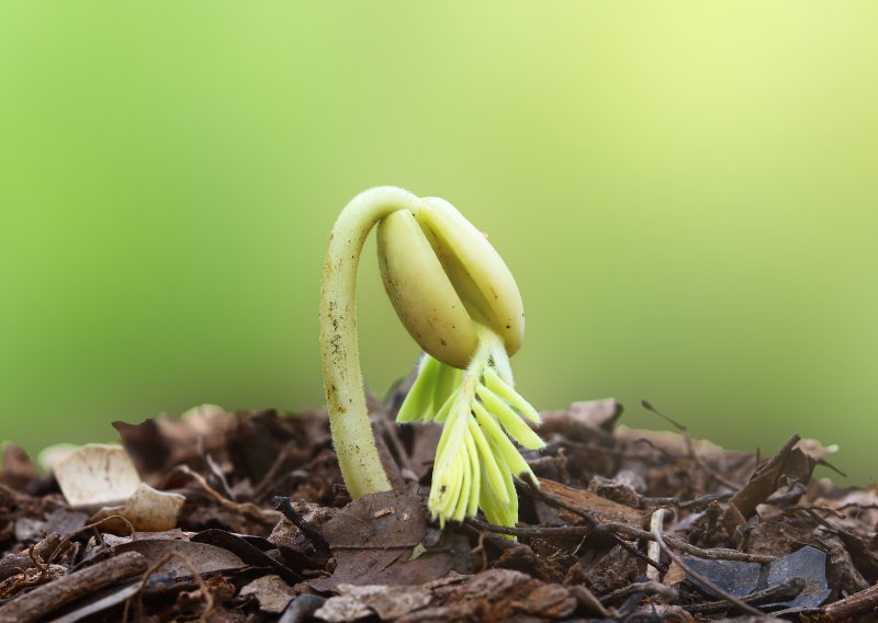 Understanding the Growing Season: How To Guide to a Bountiful Garden