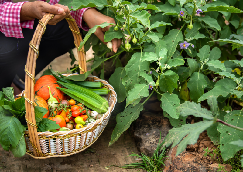 Simple and Quick Guide to Harvesting: Everything You Need to Know!