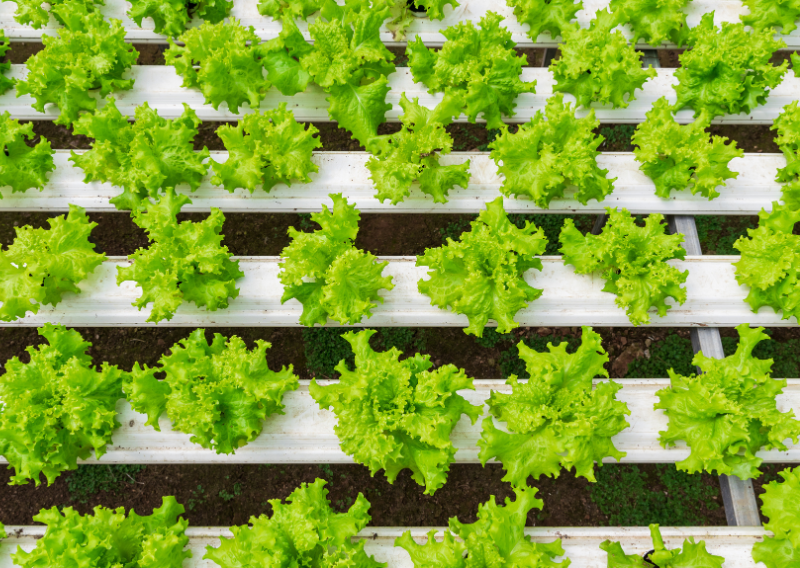 Starting a Hydroponic Garden at Home: A Complete Guide for Beginners