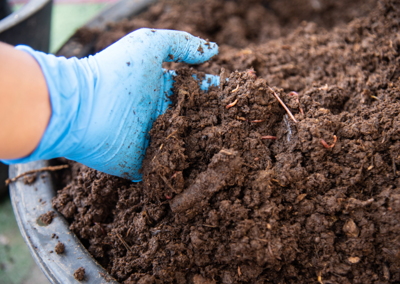 The Ultimate Guide to Natural Fertilizers: Benefits, Types, and DIY Tips for a Healthier Garden