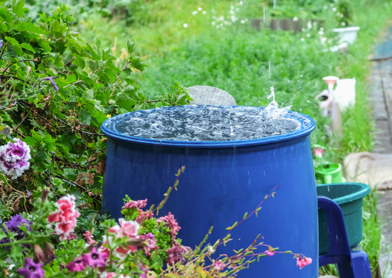 How to Set Up a Rainwater Harvesting System: A Simple Guide