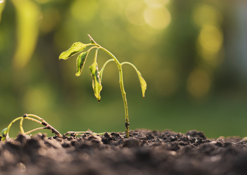 How to Save a Dying Plant: Signs & Step-by-Step Revival Techniques