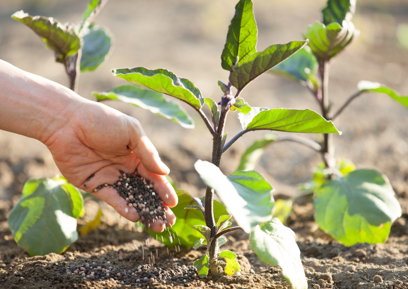 Easy Guide: When and How to Fertilize Throughout the Year