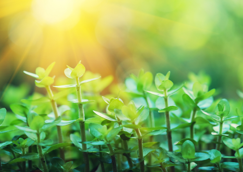 How to Find the Perfect Sunlight Balance for Your Garden
